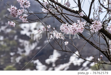 桜と残雪 桜と残雪 76762579