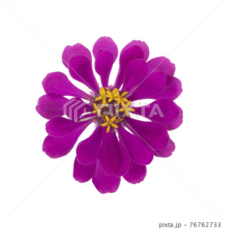 Zinnia flower isolated on white background Zinnia flower isolated on white background 76762733
