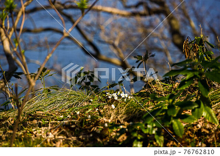 能登の雪割草 能登の雪割草 76762810