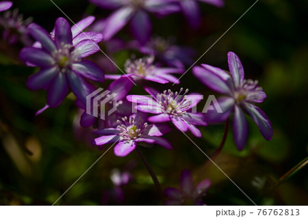 能登の雪割草 76762813