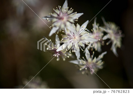 能登のキクバオウレン 能登のキクバオウレン 76762823