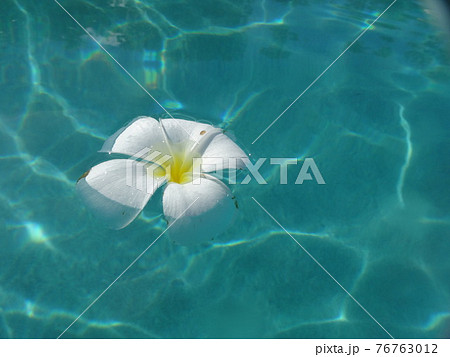 南国の水面に浮かぶ白い花 76763012
