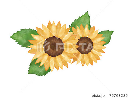 ひまわりのカットイラスト 水彩画のイラスト素材