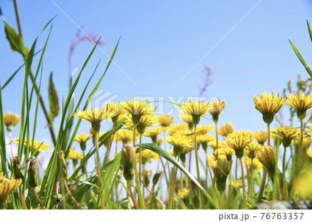空に向かって先並んだタンポポ 空に向かって先並んだタンポポ 76763357