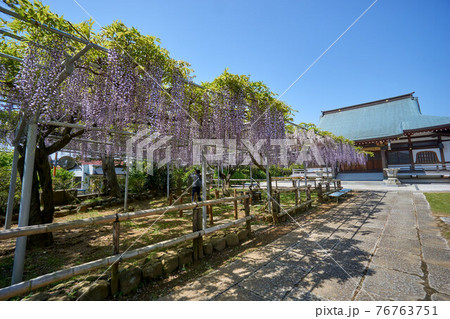 藤の花　高圓寺　市川市 76763751