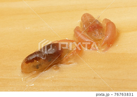 かわいい寄生虫のカクレエビの写真素材