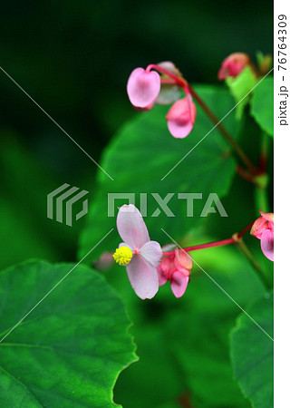 夏のくらしの植物苑に咲いた秋海棠の写真素材