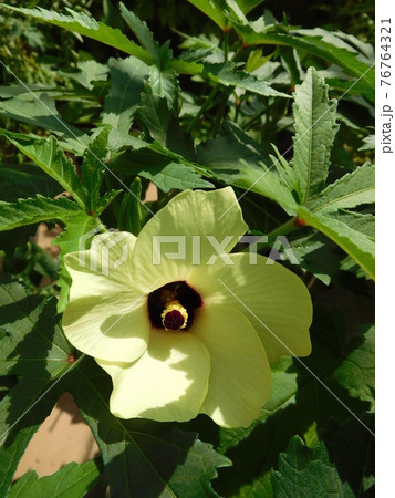 オクラの花 オクラの花 76764321