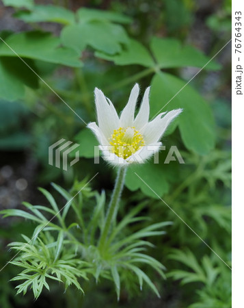 白い西洋翁草 白い西洋翁草 76764343