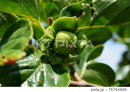 実り始めた青い柿 庄内柿 76764896