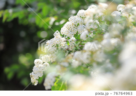 コデマリ（小手毬）の花　　　 76764963
