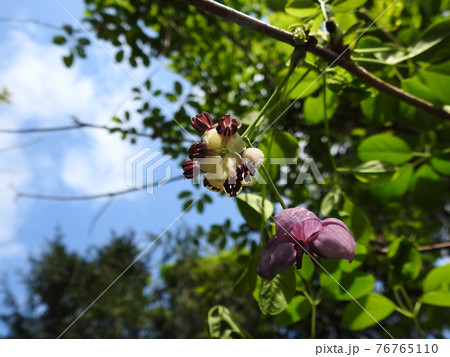 アケビの花の写真素材 [76765110] - PIXTA