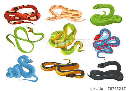 Snakes, tropical serpents, black mamba, python Snakes, tropical serpents, black mamba, python 76765217