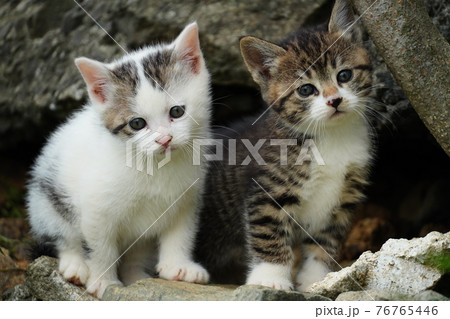 巣穴から出てきた可愛い野良猫子猫」 巣穴から出てきた可愛い野良猫子猫」 76765446