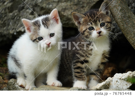 巣穴から出てきた可愛い野良猫子猫 の写真素材