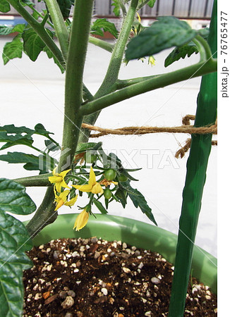 ミニトマト プチトマト ミニトマト プチトマト 76765477