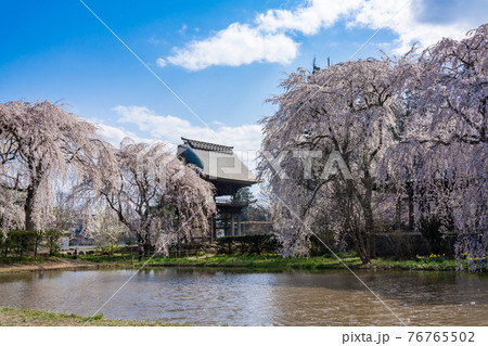 長野県　安養寺の枝垂桜 76765502