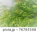 木陰から見上げる優しい緑 76765598