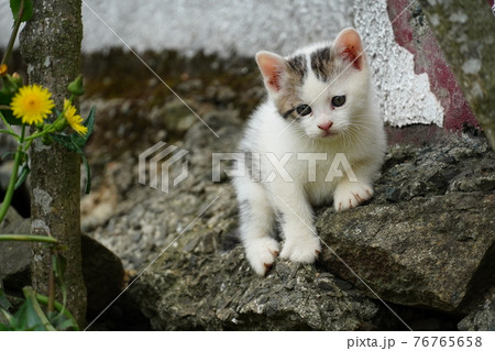 可愛い野良猫子猫が巣穴の周りを探検中 可愛い野良猫子猫が巣穴の周りを探検中 76765658