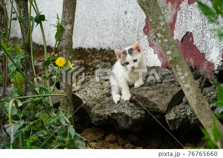 可愛い野良猫子猫が巣穴の周りを探検中 可愛い野良猫子猫が巣穴の周りを探検中 76765660