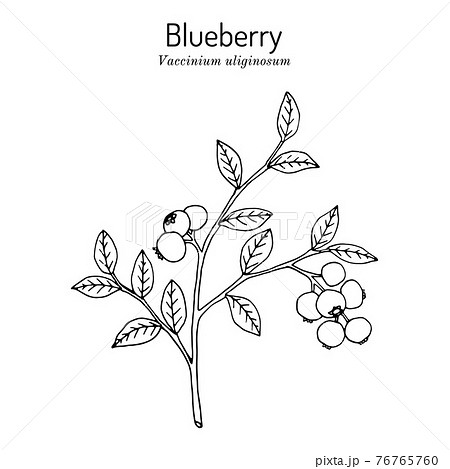 Bog blueberry, Vaccinium uliginosum, branch with leaves and fruit 76765760