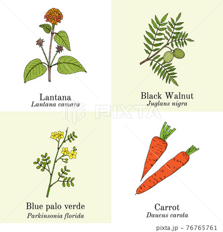 Set of edible and medicinal plants Set of edible and medicinal plants 76765761
