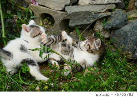 仲良くじゃれ合う可愛い野良猫兄弟子猫の写真素材