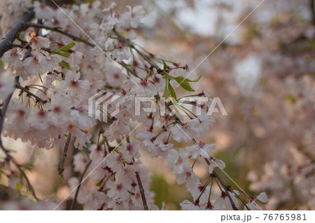 満開の桜の枝 満開の桜の枝 76765981