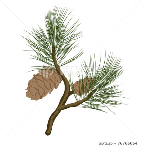 Cedar branch with a cone vector stock illustration. Coniferous evergreen plant Canadian and Lebanese cedar. Shoots with green needles of a resinous plant. Isolated on a white background. Cedar branch with a cone vector stock illustration. Coniferous evergreen plant Canadian and Lebanese cedar. Shoots with green needles of a resinous plant. Isolated on a white background. 76766064