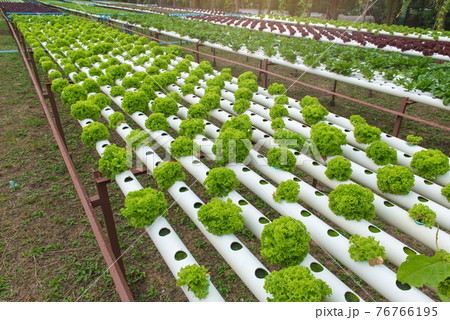 Organic hydroponic vegetable in the cultivation farm Organic hydroponic vegetable in the cultivation farm 76766195