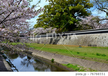 熊本市街地　熊本城周辺（長塀通り）春の景観 76766551