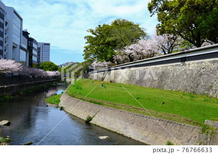 熊本市街地　熊本城周辺（長塀通り）春の景観 76766633