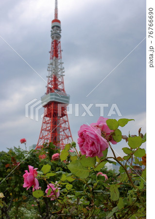 Iconic Tokyo Tower as seen with rose bushes from Shiba Koen (Shiba Park) 76766690