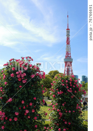 Iconic Tokyo Tower as seen with rose bushes from Shiba Koen (Shiba Park) Iconic Tokyo Tower as seen with rose bushes from Shiba Koen (Shiba Park) 76766691