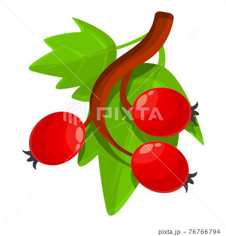 Cluster hawthorn icon, cartoon style 76766794