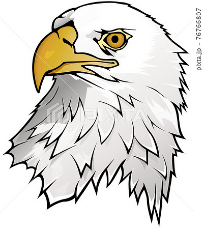 Bald Eagle Portraitのイラスト素材