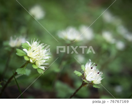 春の野山に自生するシロバナネコノメ 春の野山に自生するシロバナネコノメ 76767169