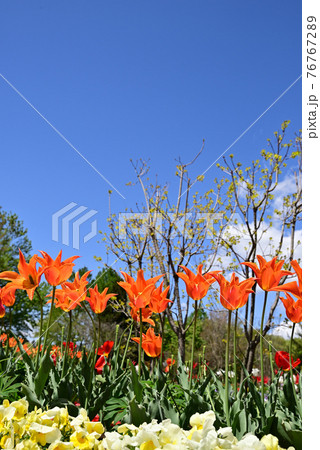 壬生町わんぱく公園チューリップ満開 壬生町わんぱく公園チューリップ満開 76767289