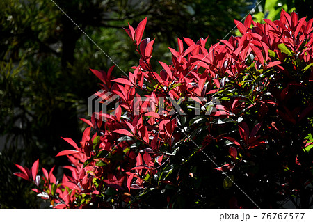 ベニカナメモチ ベニカナメモチ 76767577