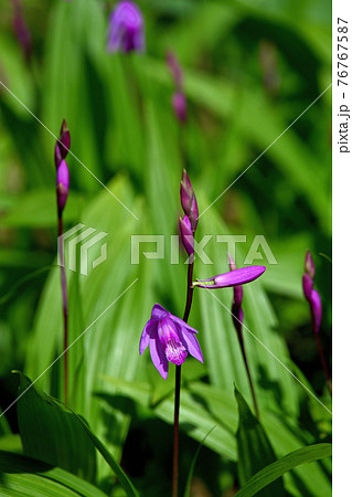 紫蘭の花 紫蘭の花 76767587