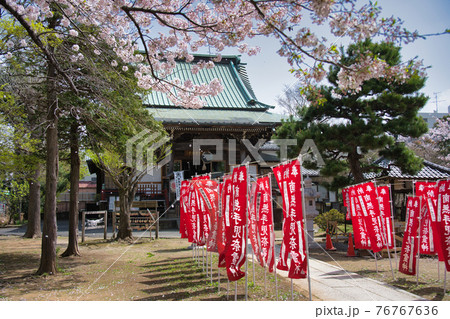 手児奈霊神堂と桜 手児奈霊神堂と桜 76767636