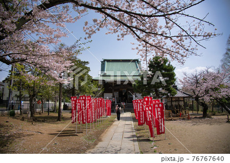 手児奈霊神堂と桜 76767640