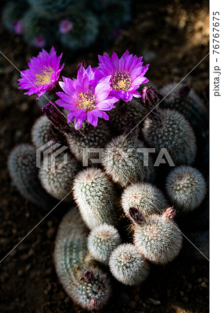 紫の花が3つ咲いたサボテンの写真素材