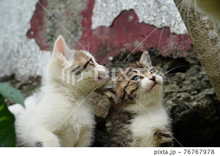 巣穴から出てきた可愛い野良猫の子猫の兄弟 巣穴から出てきた可愛い野良猫の子猫の兄弟 76767978
