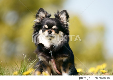 かわいいチワワの写真素材