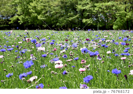 壬生町わんぱく公園矢車草群生 壬生町わんぱく公園矢車草群生 76768172