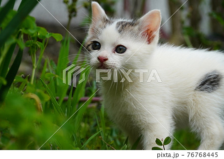 巣穴の周りを探検する可愛い野良猫の子猫 76768445