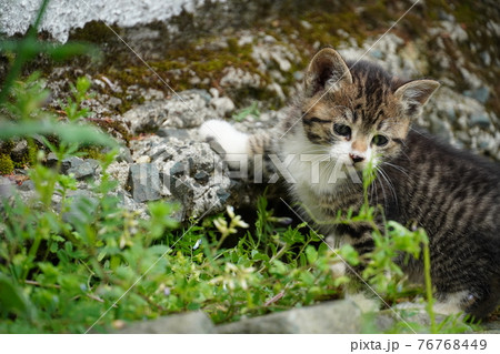 巣穴の周りを探検する可愛い野良猫の子猫の写真素材
