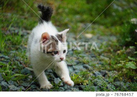 巣穴の周りを探検する可愛い野良猫の子猫 巣穴の周りを探検する可愛い野良猫の子猫 76768457