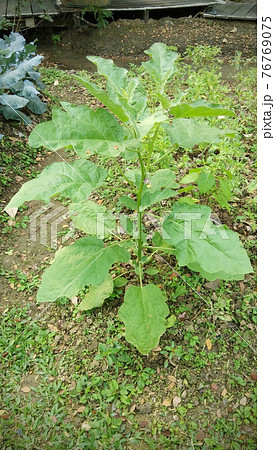 thai eggplant tree in nature garden 76769075